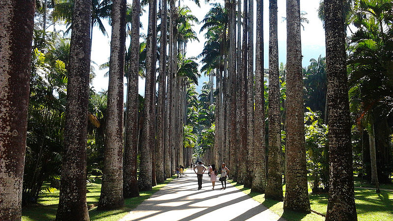 Caminho entre as palmeiras no Jardim Botânico do Rio de Janeiro.