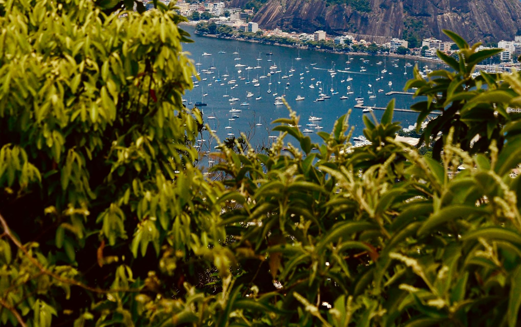 tijuca floresta